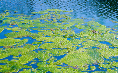 Blue-Green Algea dangers for dogs