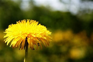 Dandelions to aid dog health.