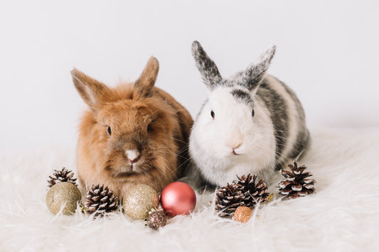 Keeping outdoor Rabbits warm in winter.