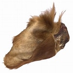 Front of hairy cow ear 